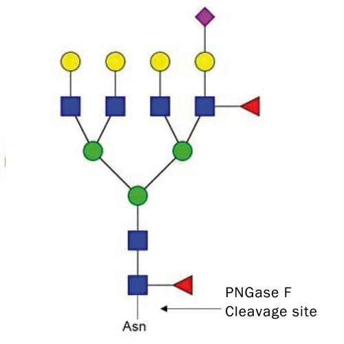 Krishzyme PNGase-F, recombinant